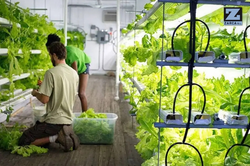 agricultura en contenedores